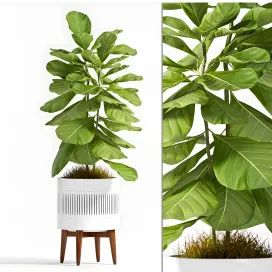 Plant Ficus Lyrata
